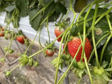 イチゴ狩り食べ放題＆イチゴ３箱1.5Kgお持ち帰り！イチゴ狩りミステリーバスツアー』沼田(群馬県)の旅行記・ブログ by アインスさん【フォートラベル】