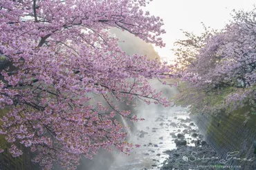 河津桜原木と河津町の桜 