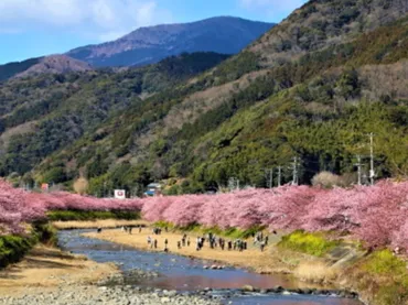 河津桜まつり」の概要や会場へのアクセス、お得なツアー情報を紹介！ 河津桜の見頃はいつ？ 