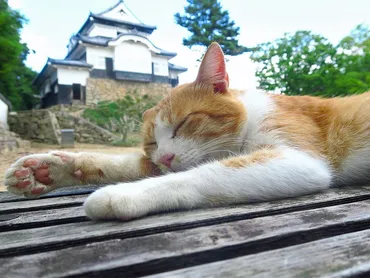 猫城主「さんじゅーろー」 いろいろあったけど城に戻ります 