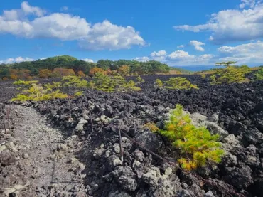 岩手山が生んだ極限の大地【八幡平市‖焼走り熔岩流】