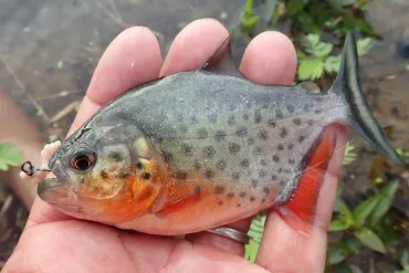 アマゾンの玄関口『ブラジル/マナウス』の街中でピラニア釣り 