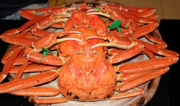 丹後半島産の稀少な「間人カニ」とは？感動の旨さに酒も会話もぴたりと止まる！ 