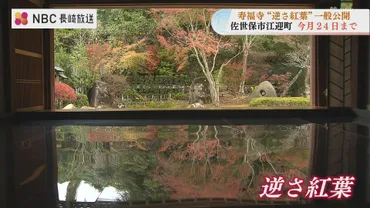 逆さ紅葉」佐世保市の寿福寺 水面に映したような紅葉の美しさ 