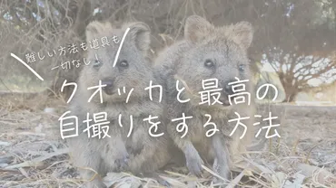 ロットネスト島のクオッカワラビーと最高の自撮り2ショットを撮るコツ 