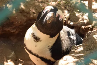 南アフリカ】ケープタウンおすすめ観光スポット10選(喜望峰、ペンギンなど) 