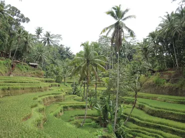 インドネシア バリ島2018・・・（5）ウブド郊外トレッキング 3本目はトゥンバカサ村からテガラランの棚田へ  民家で美しい野鶏も』バリ島(インドネシア)の旅行記・ブログ by azianokazeさん【フォートラベル】