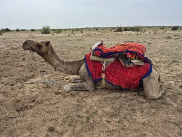 インド】ジャイサルメールでキャメルサファリ！砂漠に泊まる非日常体験 