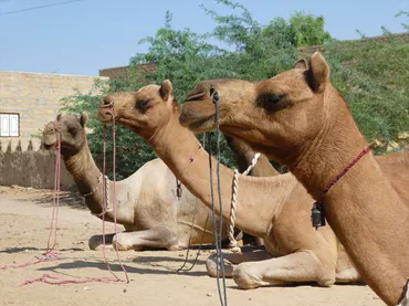 オガ旅フォトアルバム～インド ジャイサルメール・リシケシュ編～ 