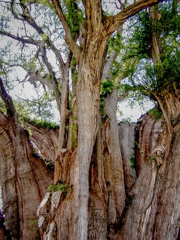 太さ世界一の巨木 オアハカ トゥーレの木 