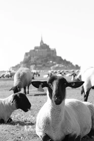 一眼レフでモンサンミッシェルの遠景を撮る』モンサンミッシェル(フランス)の旅行記・ブログ by よすてさん【フォートラベル】