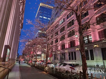 日本橋の桜ライトアップイベント『SAKURAFESNIHONBASHI』ってどんなイベント？日本橋の街を桜色に染めるイベントとは！？