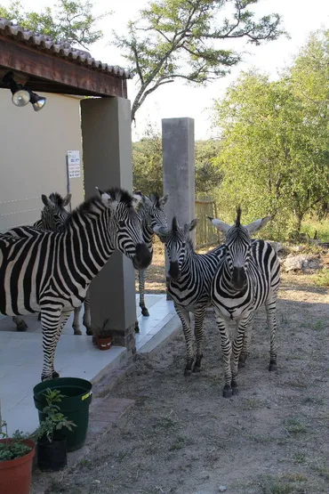 弾丸】2泊5日で南アフリカ vol.3 動物がうじゃうじゃ集まってくる別荘地に泊まると・・・夕飯時にシマウマを庭から追い払う必要あり！？』 クルーガー国立公園周辺(南アフリカ共和国)の旅行記・ブログ by kemurさん【フォートラベル】