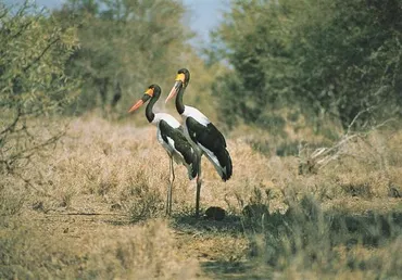 クルーガー国立公園でバードウォッチング