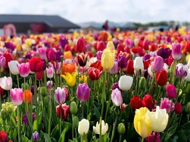 オランダ・チューリップ観光の穴場】The Tulip Barnを徹底紹介【可愛い撮影スポット盛りだくさん】 