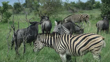 いつか行きたい！ アフリカの国々で「サファリ」体験