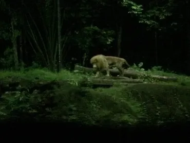 シンガポール・ナイトサファリ完全ガイド！夜の動物園の魅力を徹底解説？世界初の夜間動物園ナイトサファリの歩き方
