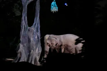 予約＆行き方解説】シンガポールのナイトサファリに日本語トラムで行ってみた 