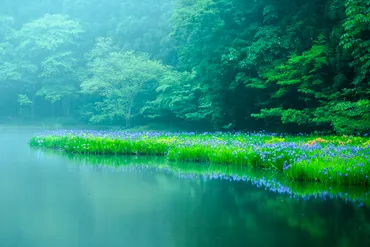 朝もや漂う池面に姿を映すカキツバタの群生地「平池」