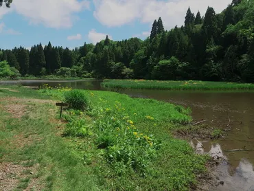 平池のカキツバタ】アクセス・営業時間・料金情報 