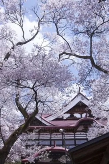 高遠城址公園の桜まつり2025！見どころ、混雑回避、楽しみ方は？高遠城址公園さくら祭り徹底ガイド：2025年最新情報