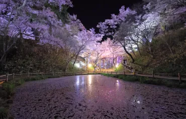お花見満喫ナビ – 高遠城址公園さくら祭り 天下第一のさくら
