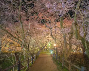 高遠桜まつり完全ガイド