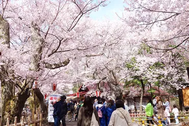 天下第一の桜！ 東京から日帰りで行く高遠城址公園の桜まつり（2） 