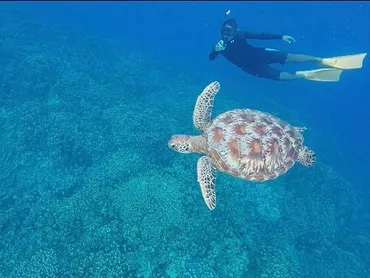 ウミガメシュノーケリング 