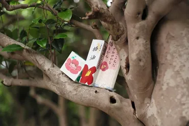 椿がつなぐ世代を超えた硫黄島の゛想い゛～離島で感じる「地球の鼓動」vol.7 