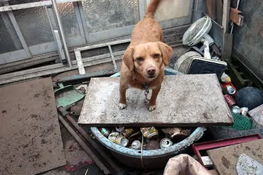 イギリスでペット泥棒が急増…犯人の手口は「ニセ動物査察官」 