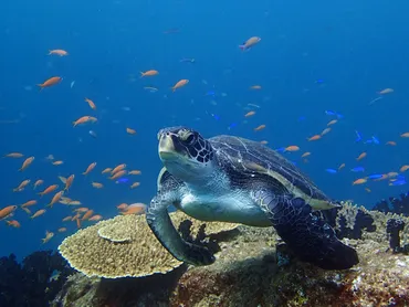 高知】柏島のおすすめ観光スポット9選！絶景ビーチやダイビング体験も＜2025＞ 