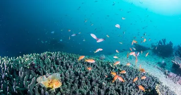 高知・柏島ダイビングのシーズンは？おすすめ体験ツアーの料金や口コミ・評判を徹底紹介！ 