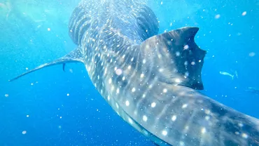 セブ島ジンベイザメツアー徹底ガイド！オスロブでの出会い方から格安ツアー、準備まで？セブ島オスロブでジンベイザメと泳ぐ！格安ツアーの選び方と持ち物リスト