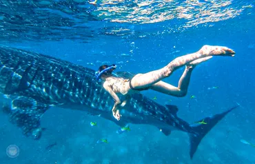 料金比較】セブ現地ジンベイザメツアーを比べてみた！格安ツアーのおすすめは？