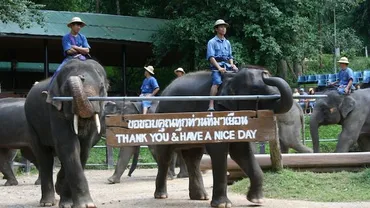 メーサーエレファントキャンプの行き方と各コースの料金 