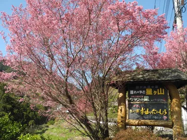 根府川おかめ桜と早春の旅！見どころ満載のおすすめ観光ルートとは？JR根府川駅周辺おかめ桜と周辺観光スポット