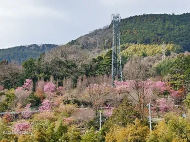 花だより】2024年3月3日現在 オカメ桜の開花状況 根府川おかめ桜まつり アクセスと駐車場 神奈川県小田原市