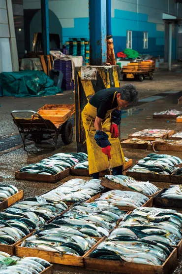 釜山の海の幸が集結 朝から夜まで続く港町の活気を歩く 
