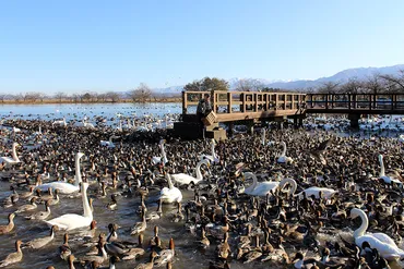 瓢湖の白鳥、その歴史と魅力！～新潟の自然と人々の繋がり～白鳥の楽園、瓢湖とは！？