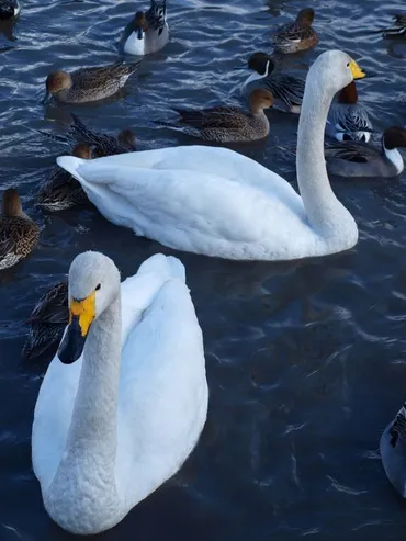 ラムサール条約登録湿地 「 白 鳥 の 瓢 湖 」 を 訪 ね る 旅 ＜ 新潟県阿賀野市 ＞』咲花・三川・阿賀野川周辺(新潟県)の旅行記・ブログ  by ひょんひょんさん【フォートラベル】