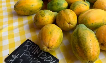 KCCファーマーズマーケットとは？ハワイの朝市で食べ歩き！魅力と楽しみ方をご紹介？ダイヤモンドヘッドの麓で開催されるハワイ最大級の朝市、KCCファーマーズマーケット