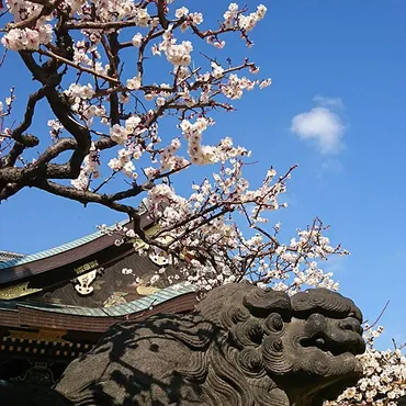 今週の対決】新宿御苑と湯島天神…梅の名所の軍配は？ 