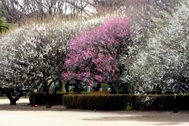 新宿御苑 梅と寒桜と野鳥 