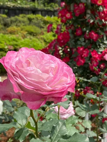 旧古河庭園(2024.5月8日)③ 春のバラフェスティバル 