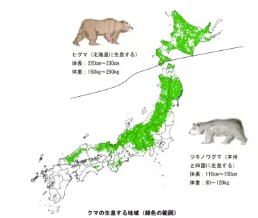 登山中の熊との遭遇！安全対策は万全ですか？熊との遭遇を避けるための対策とは！？