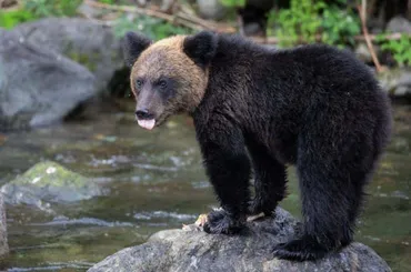 熊鈴って効果あるの？と専門家に聞いてわかった登山者がすべき本当のクマ対策 