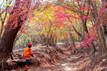 紅葉登山2024【関東編】秋だけの絶景を！ おすすめの山と見頃まとめ＜高尾山、御岳山、大山、那須岳、筑波山など＞ 