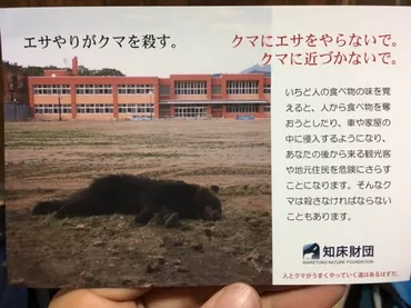 エサやりがクマを殺す。」観光客が与えた1本のソーセージで悲しい最後となった熊の悲劇 