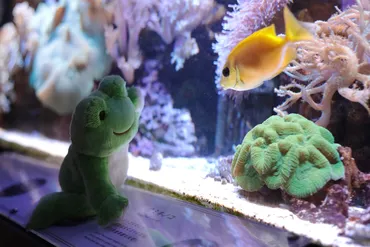 横浜開運水族館 フォーチュンアクアリウム×かえるのピクルス『雨でも楽しい水族館』